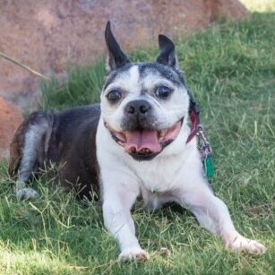 Rex’s Road To Recovery – A Message From His Family